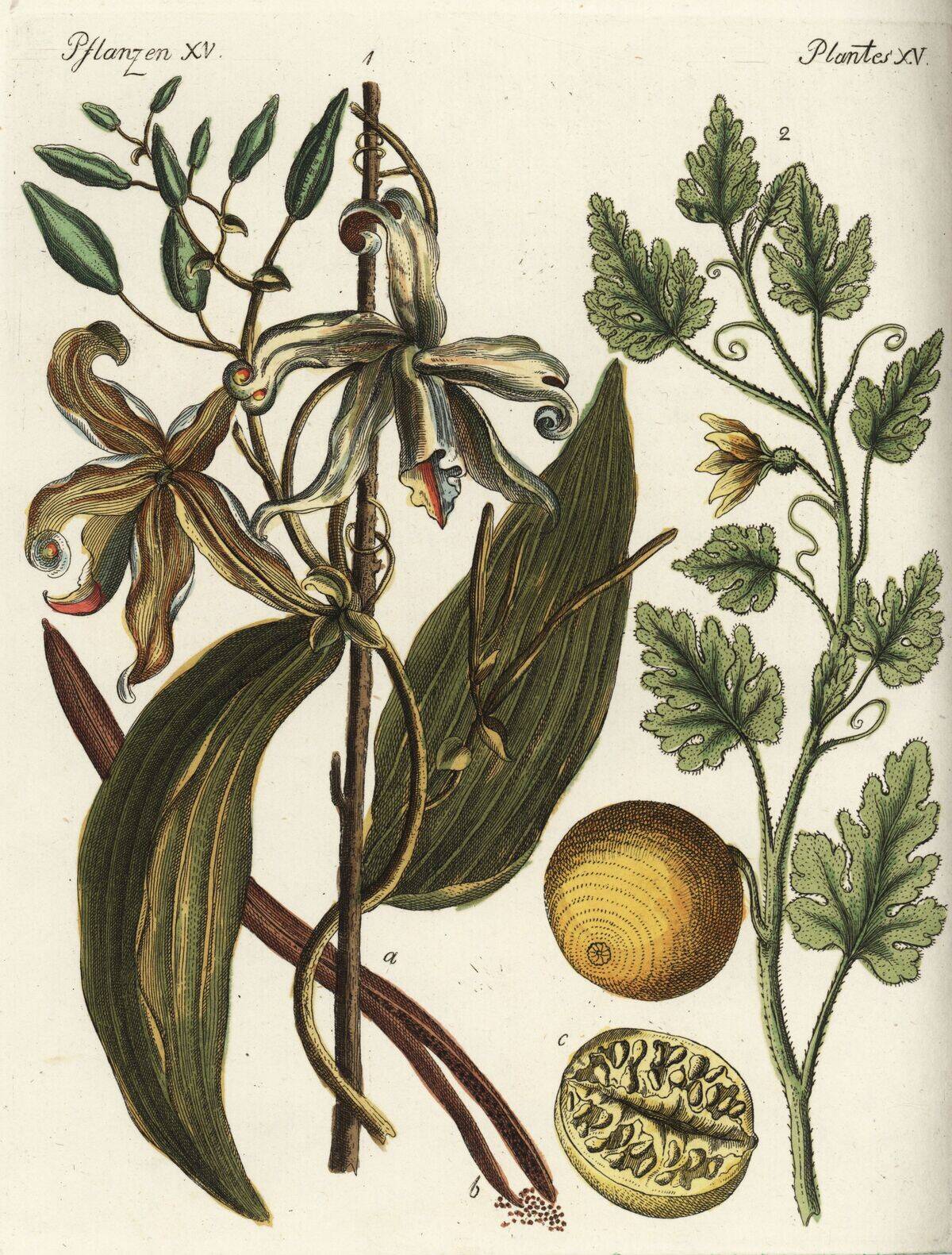 Vanilla orchid