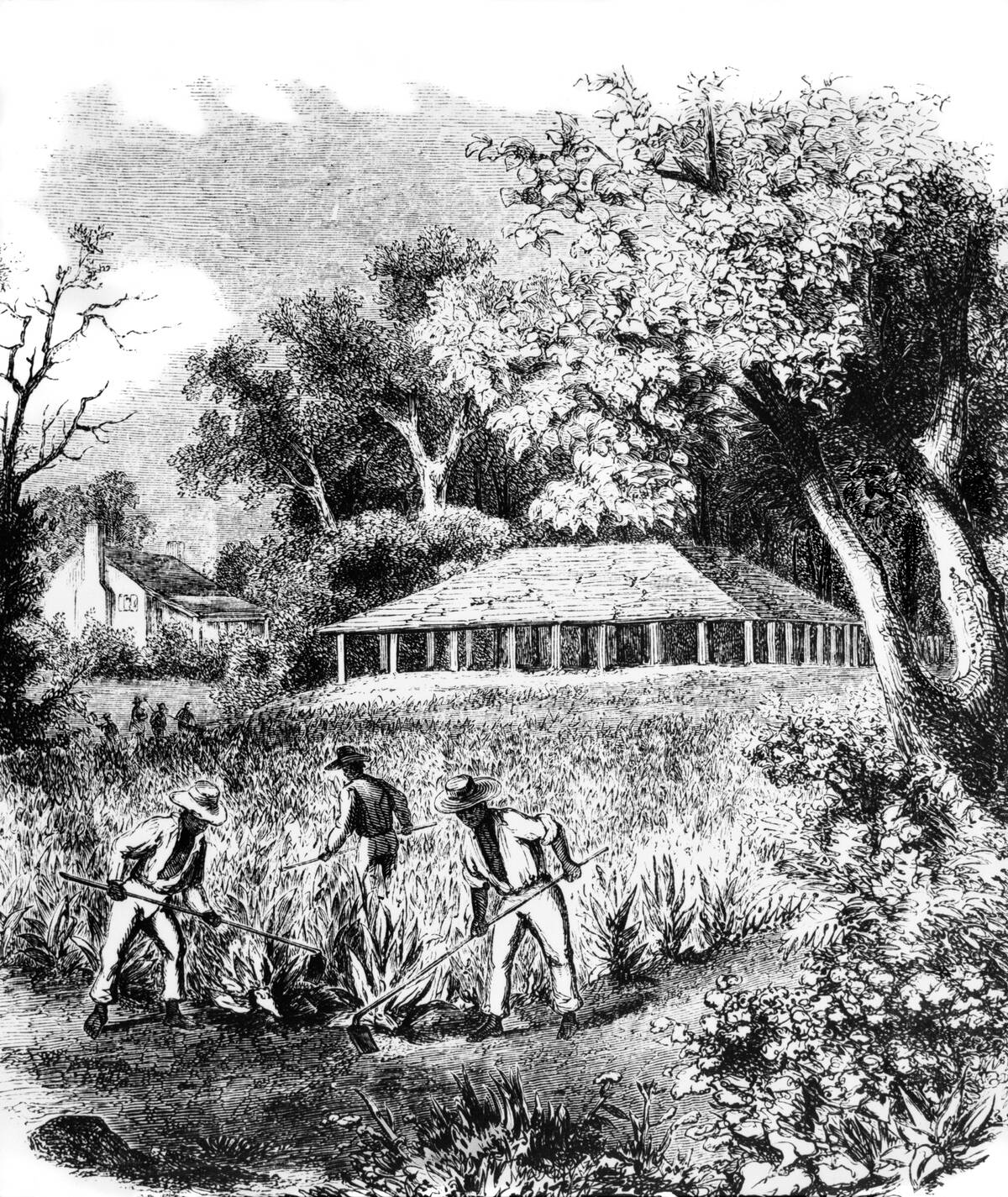 1800s THREE AFRICAN.