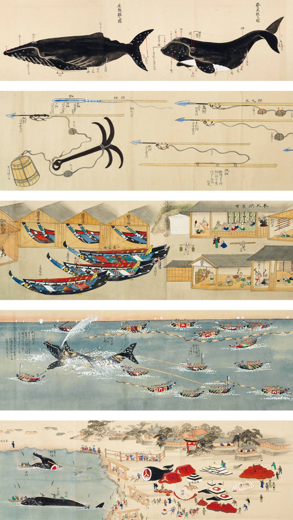 Kujirakata-Shosha-Zue-Genuine-illustrations-of-Taiji-Whaling-Techniques-1857
