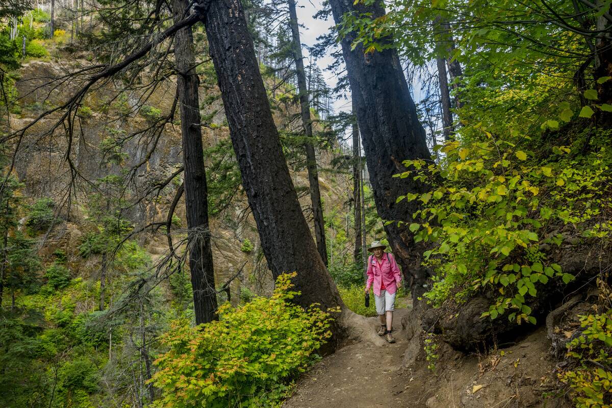 A senior woman is hiking on the Wahclella Falls Trail in the...