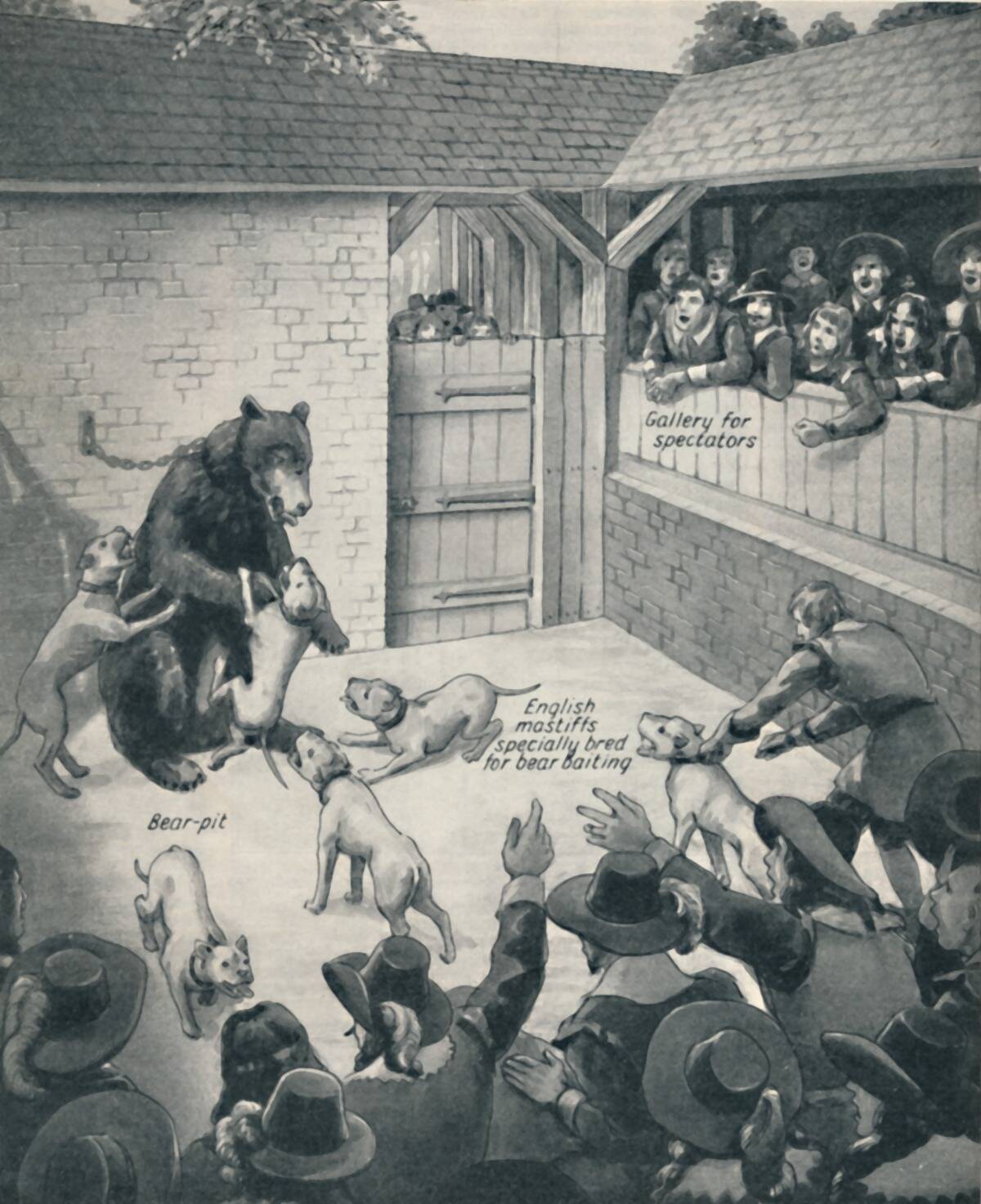 Bear-Baiting In A Stuart Bear Pit