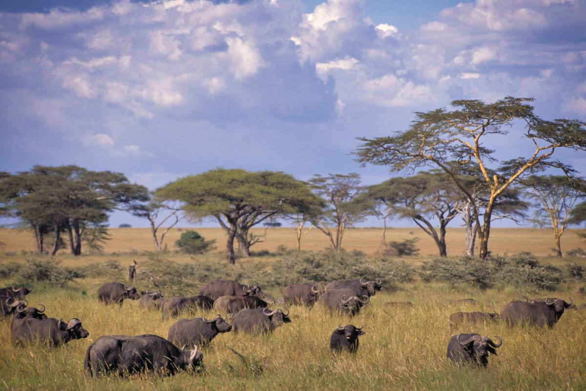 Buffalo Landscape