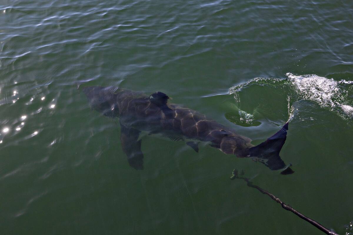 CSULB Shark Lab researchers to tag great white sharks off Huntington Beach