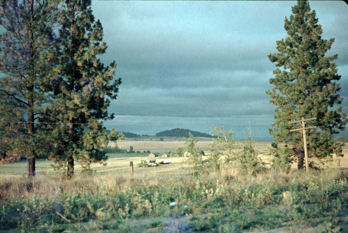 Farm, Seen Through Trees