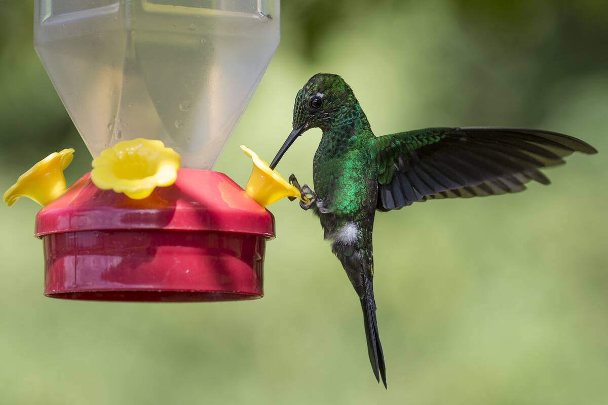 Hummingbirds Of Costa Rica