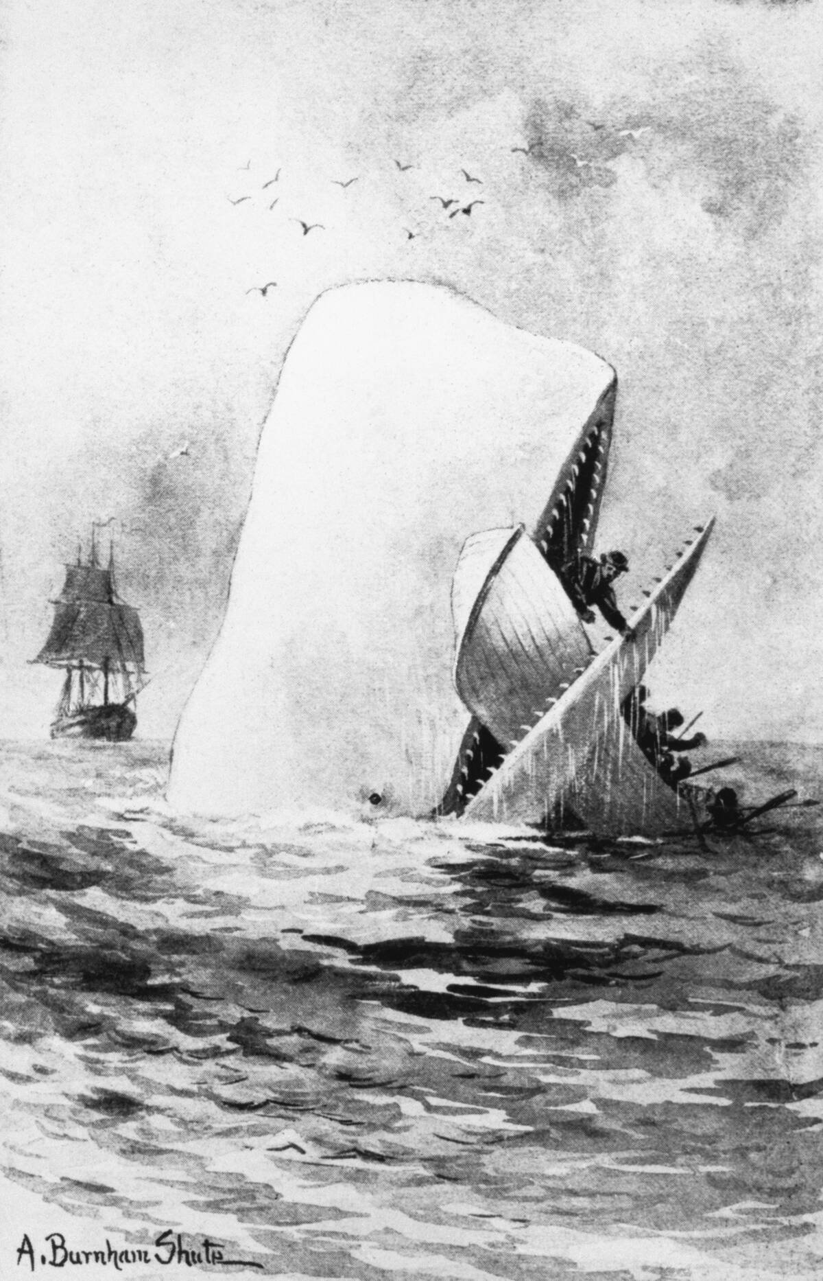 Illustration of the White Whale by A. Burnham Shute