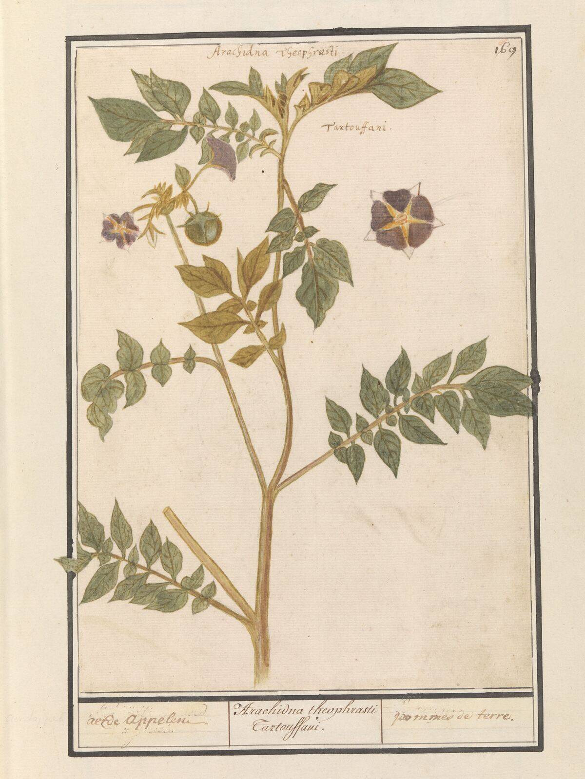 Potato (Solanum Tuberosum)