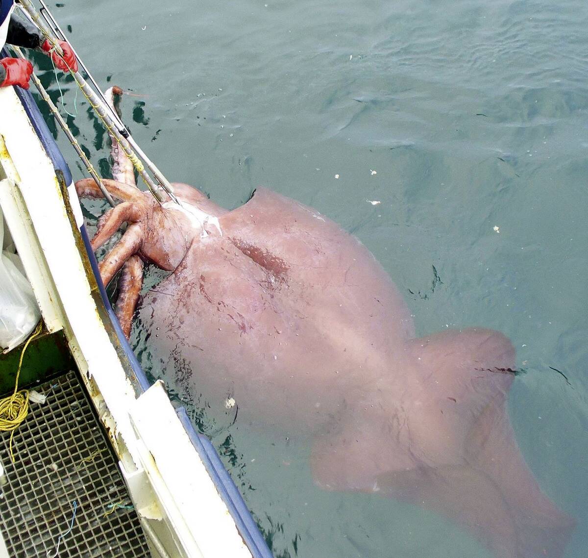 Rare Giant Squid Hooked Near Antartica