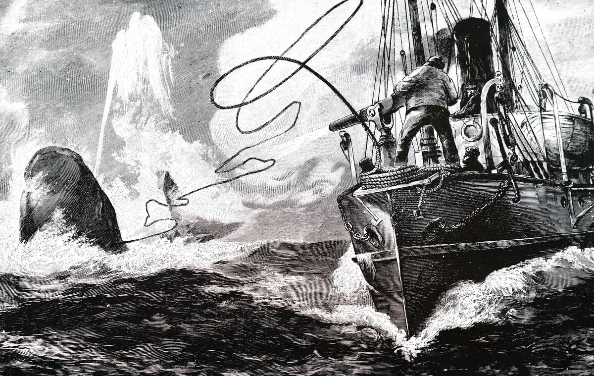 The harpooning of a whale.