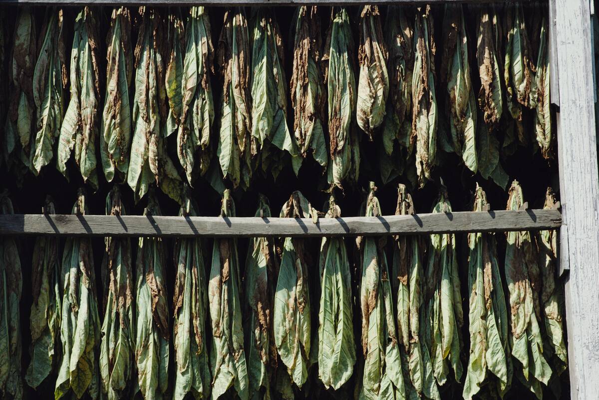 Tobacco Drying