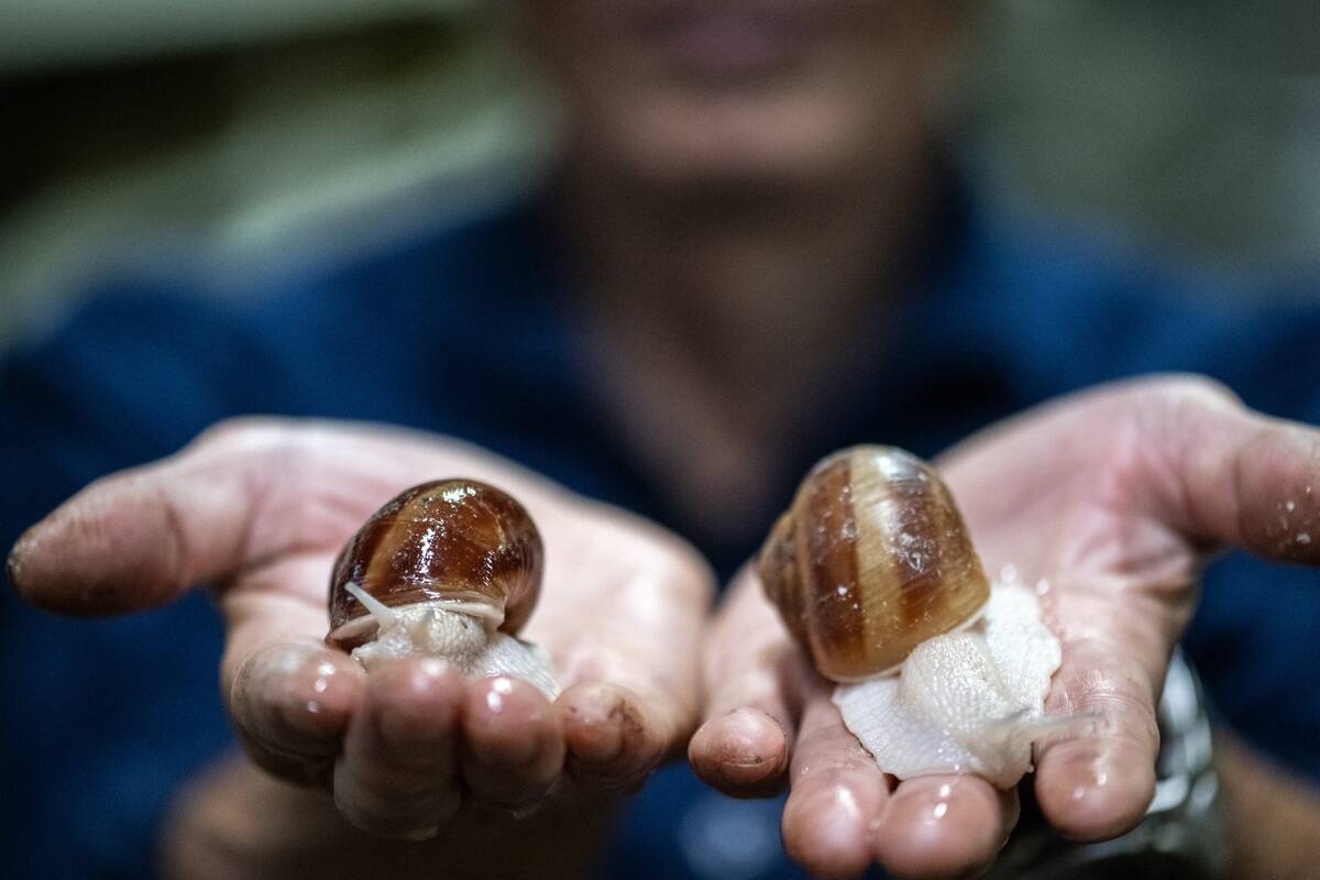 TOPSHOT-JAPAN-FRANCE-FOOD-SNAILS