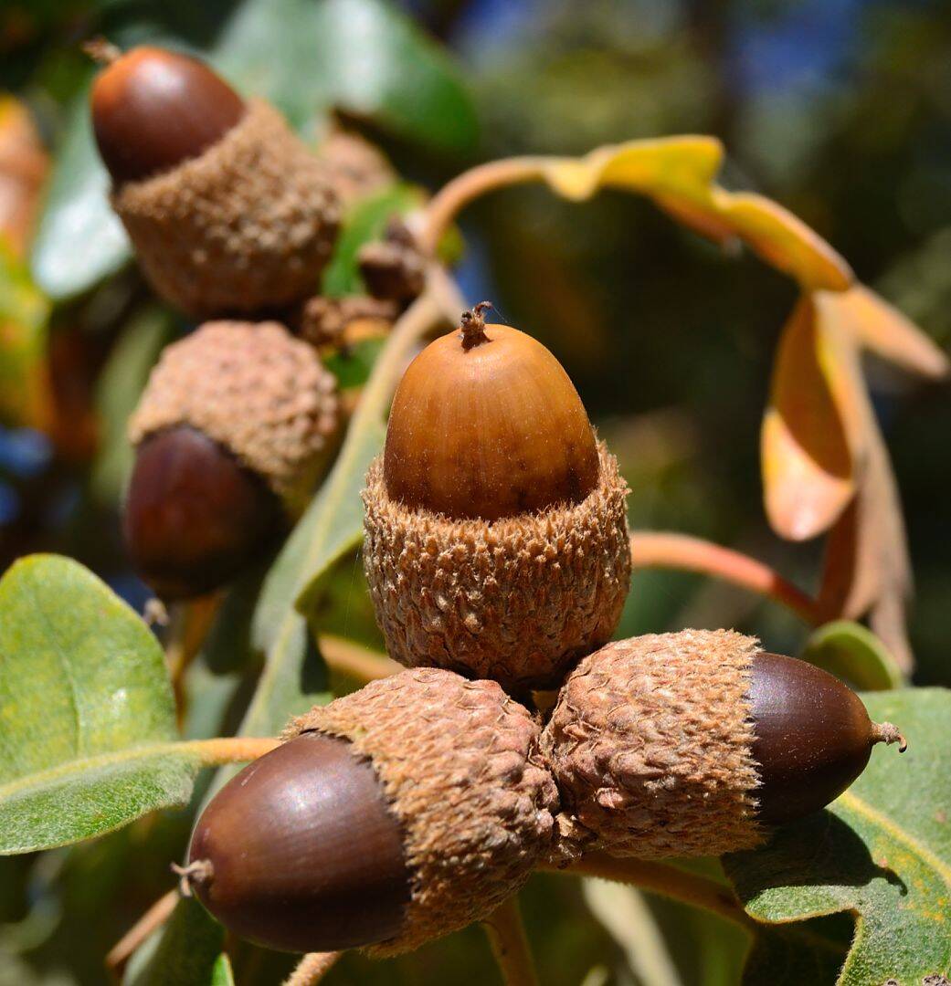 Bellotas_(16136758825)