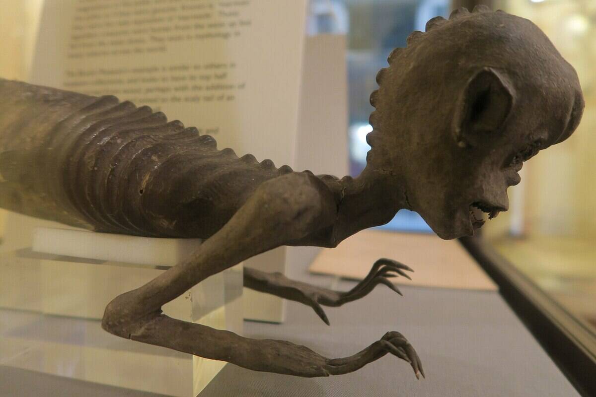 Merman_ Booth_Museum_of_Natural_History