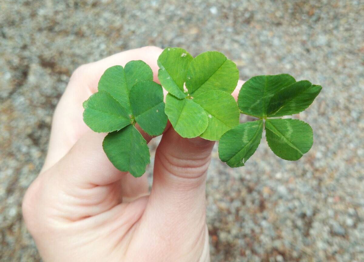 Three_four_leaf_clovers