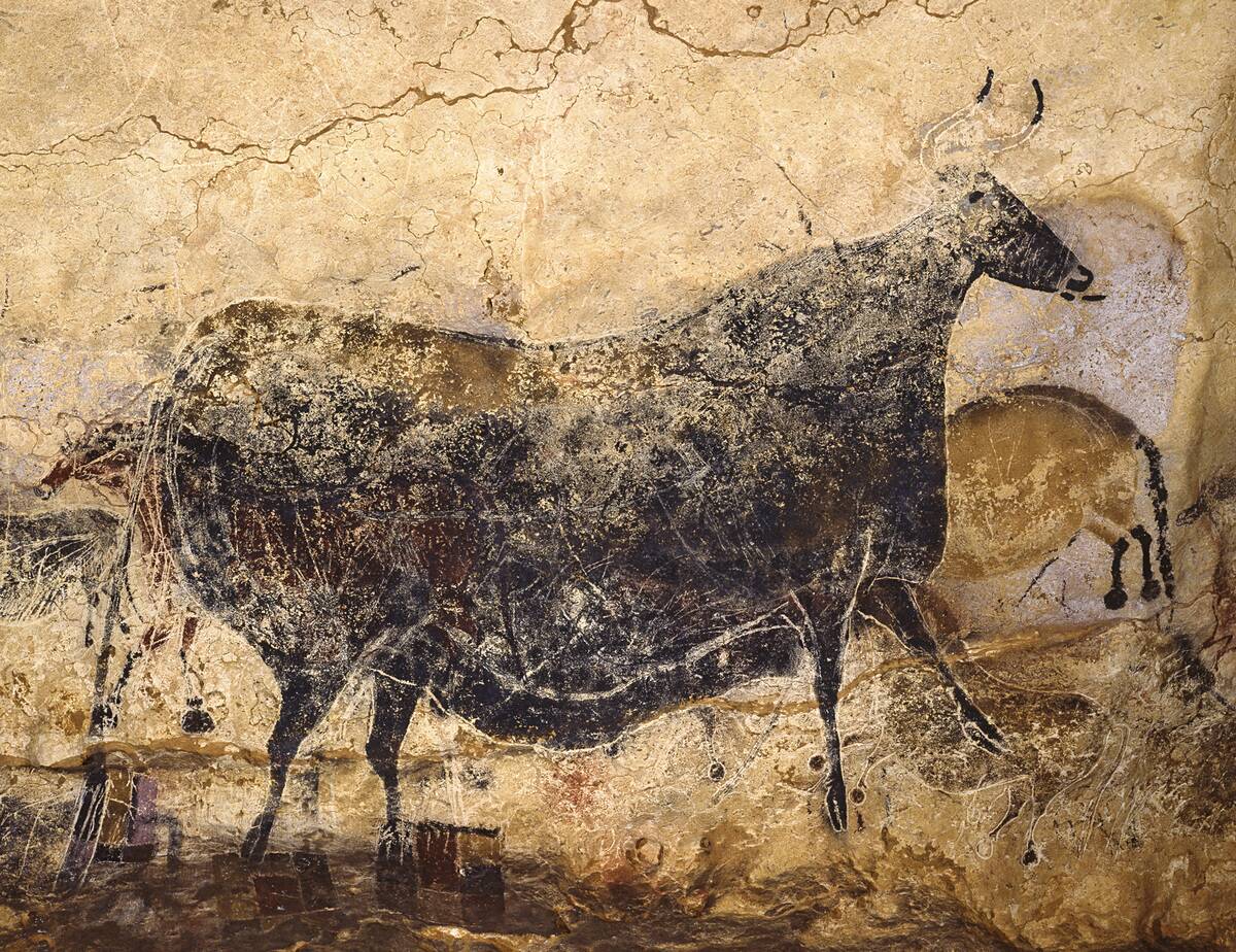 Black Cow. Caves Painting Of Lascaux