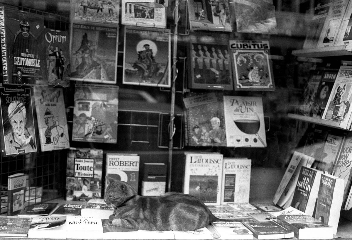 Cat In A Bookstore Window