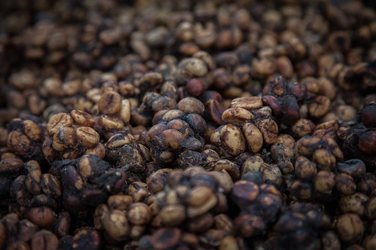 Civet Coffee In Indonesia