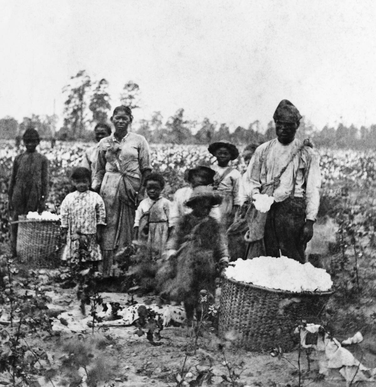Enslaved Family In Cotton Field near Savannah