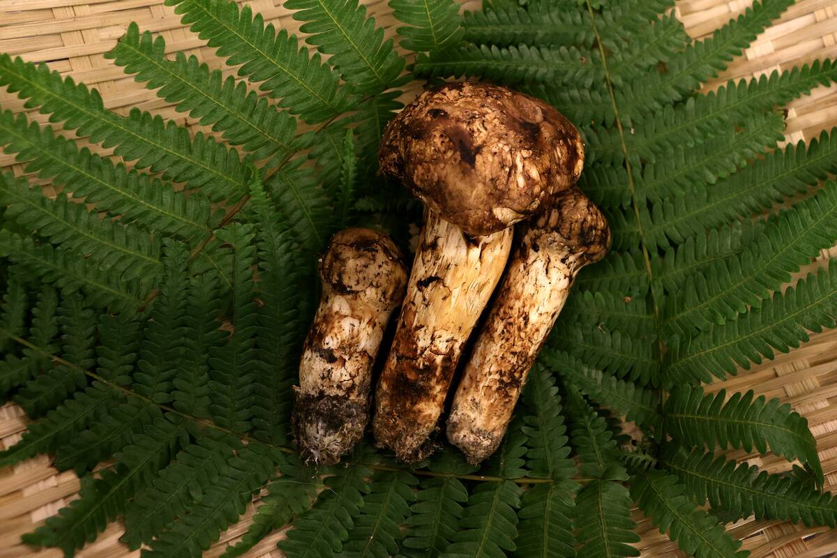 Matsutake Mushroom Fetches Highest Price At First Auction