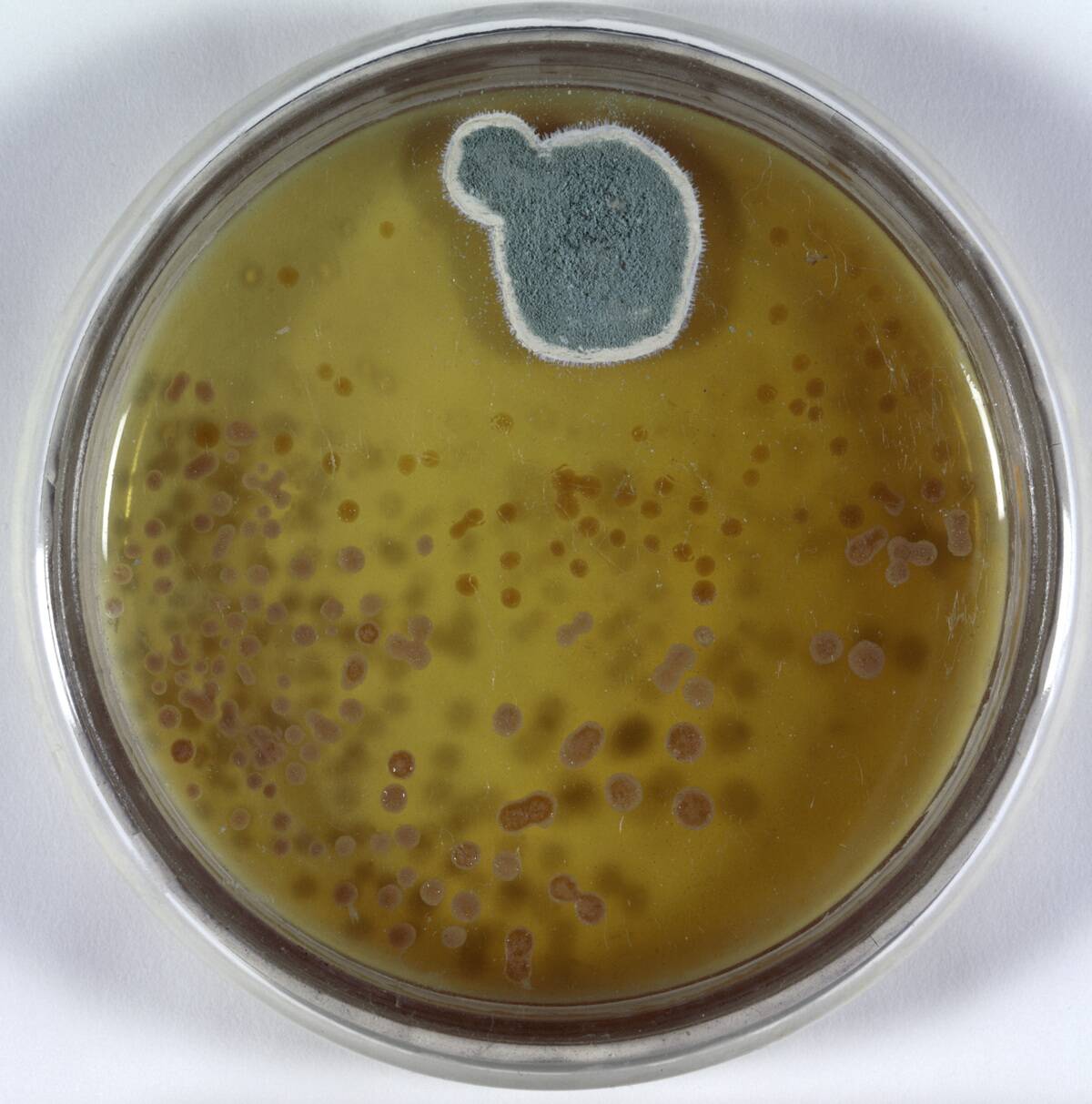 Model of culture dish and penicillin mould. Creator: Unknown