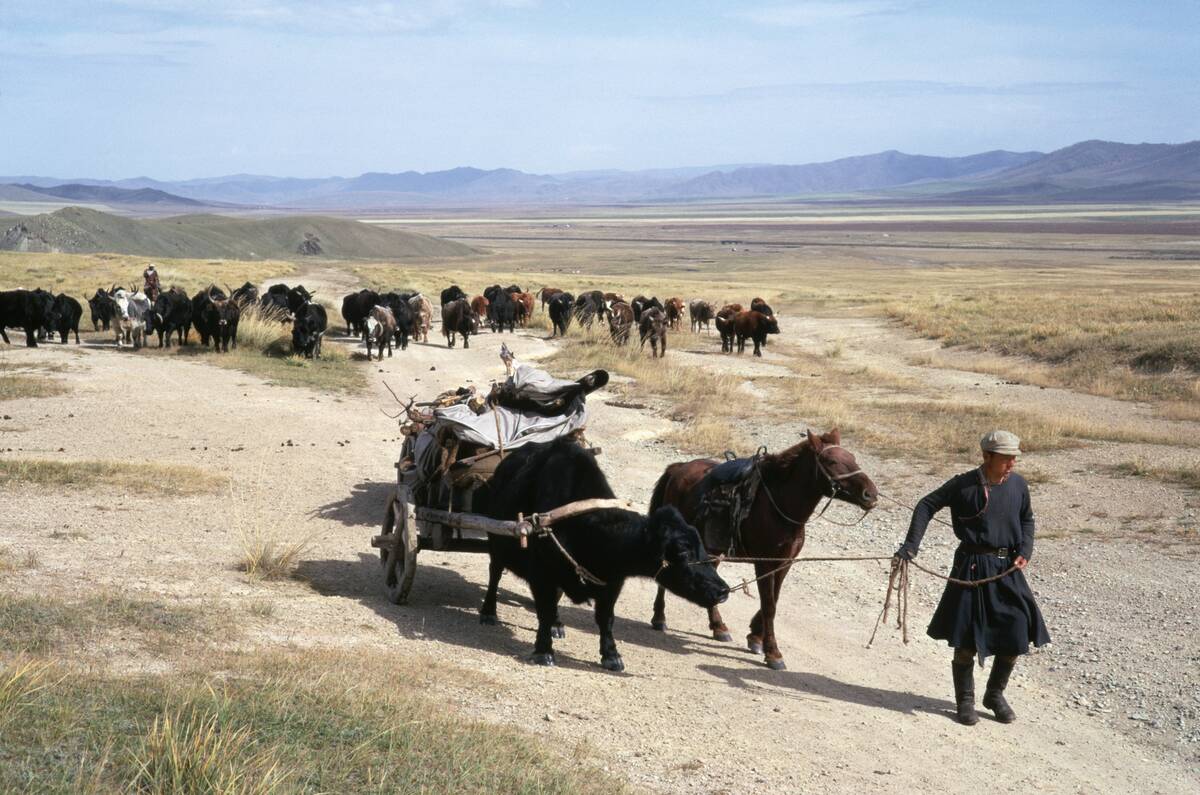 Mongolian Nomads Moving Oxen Herd