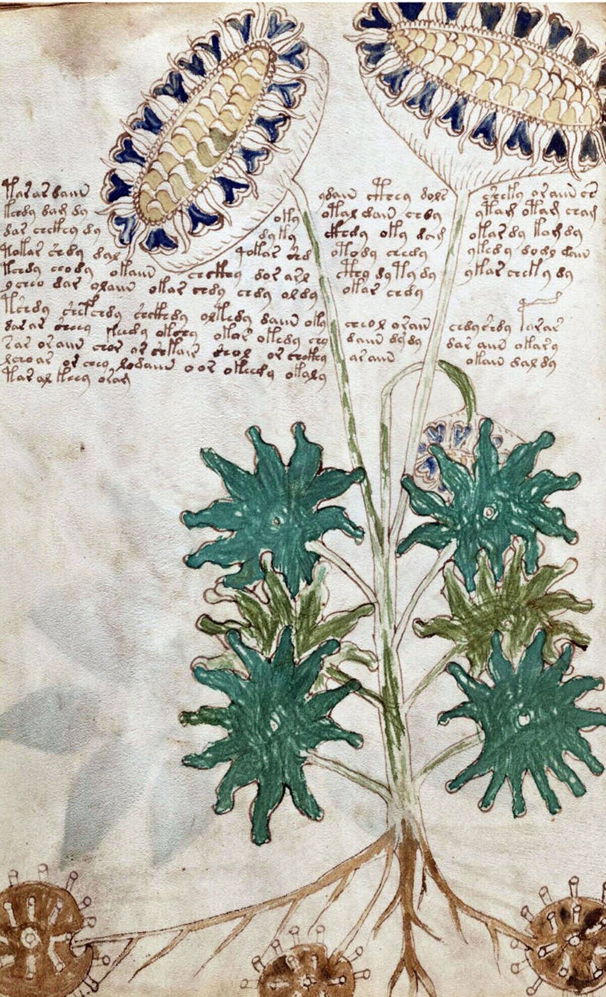 Page from The Voynich Manuscript.