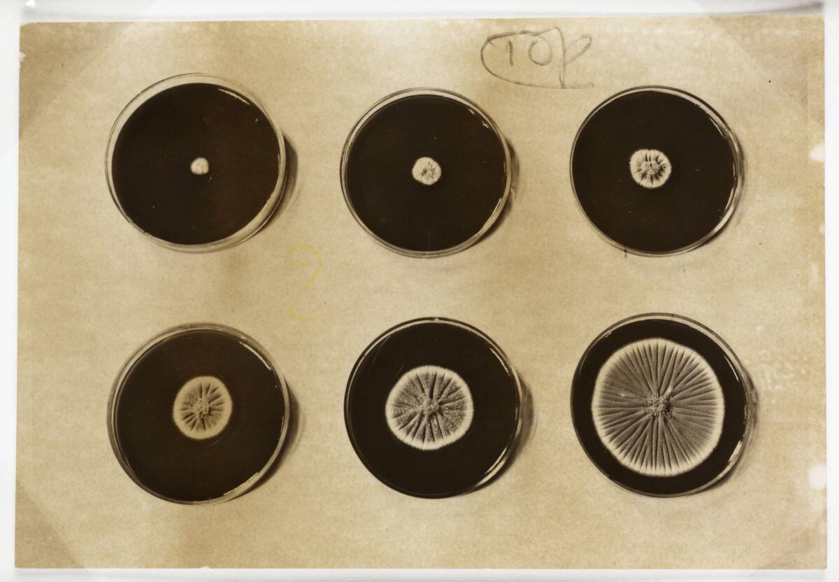 Penicillin cultures, 1943