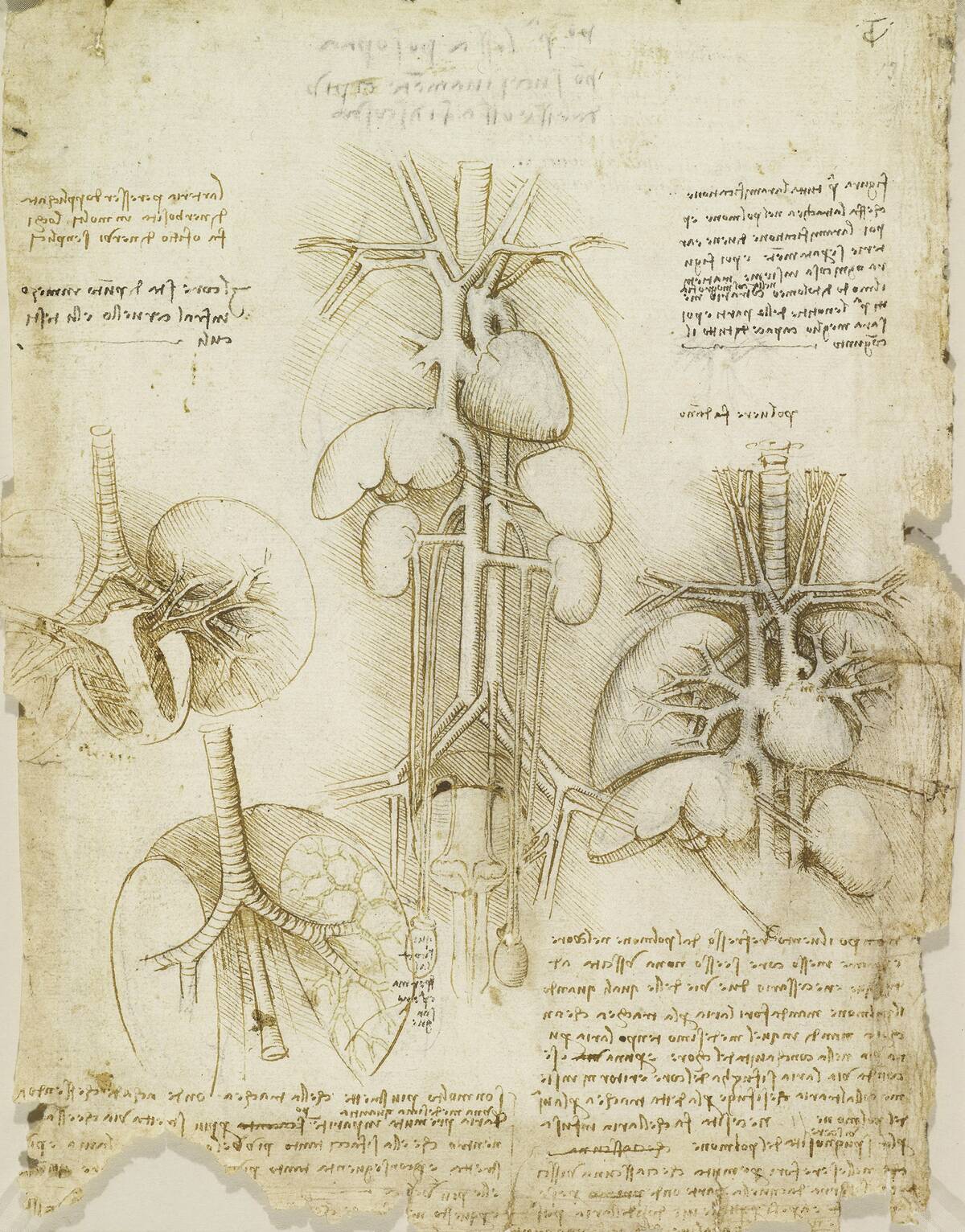 Study Of Heart By Leonardo
