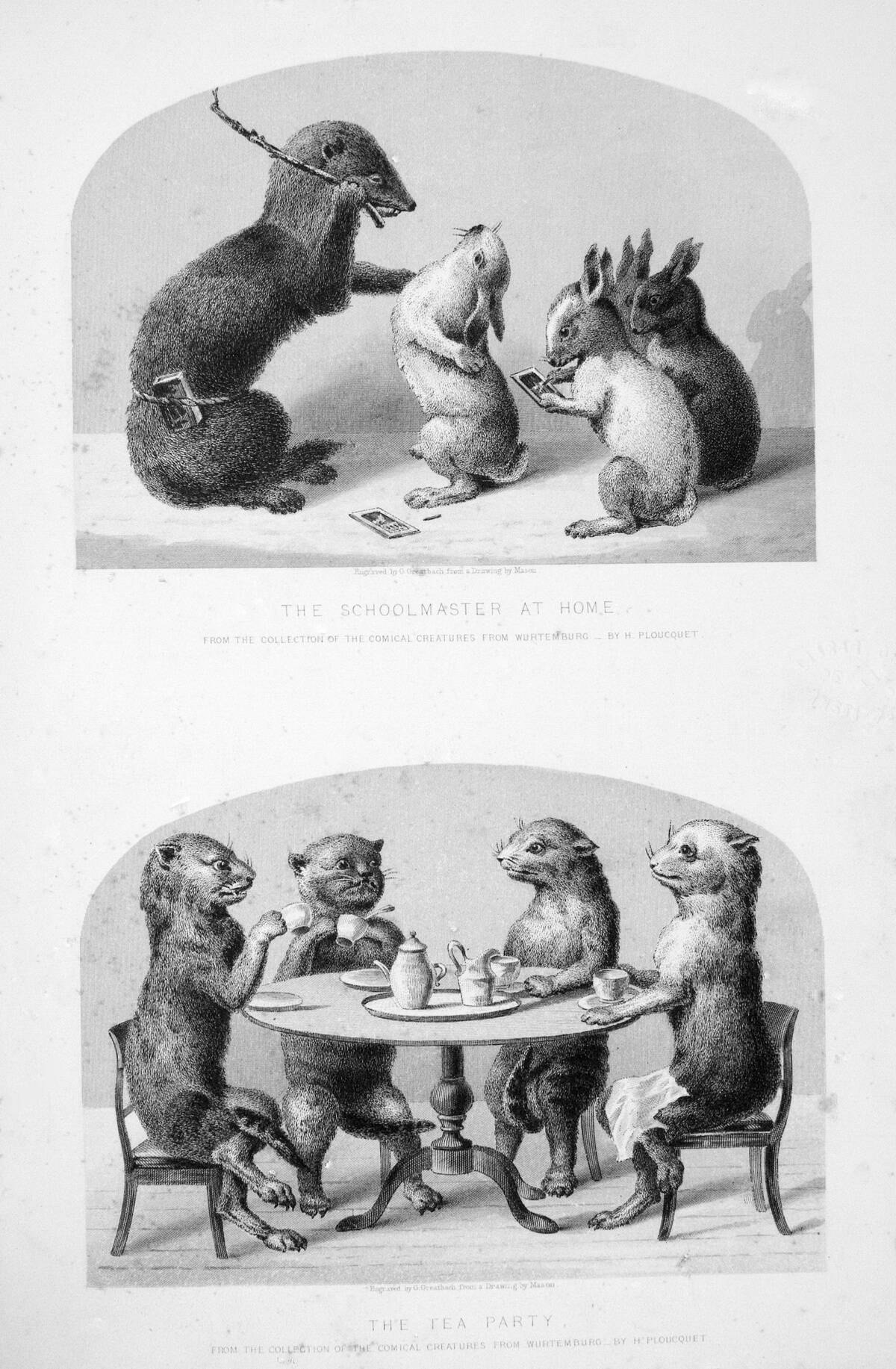 Taxidermy Tea Party And School