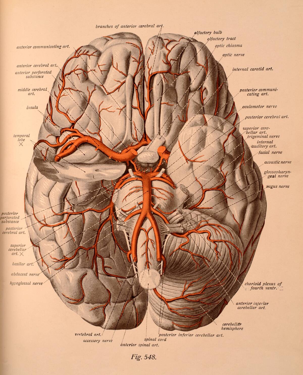 The Arteries Of The Base Of The Brain
