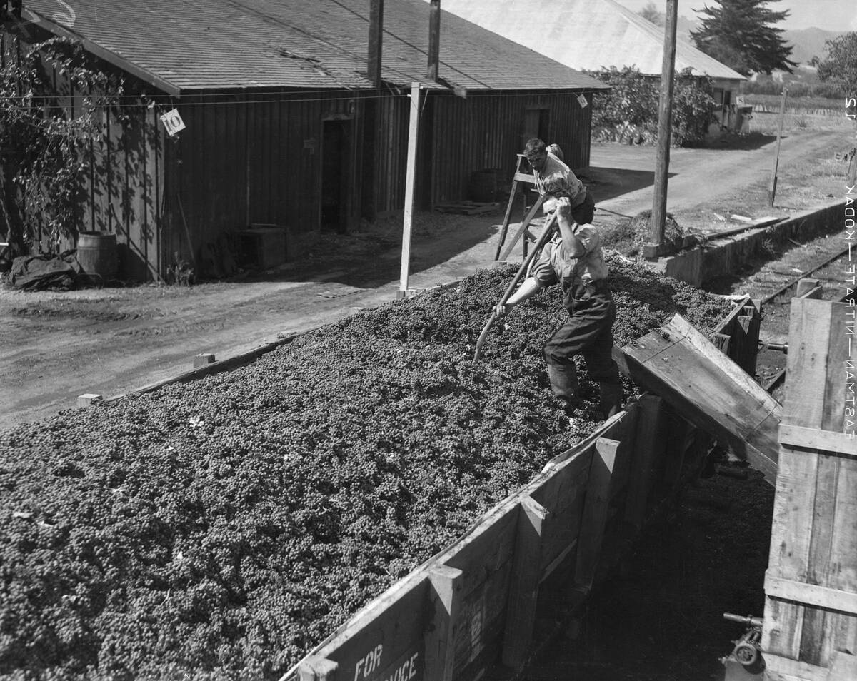 Unloading Grapes From Freight Car, California