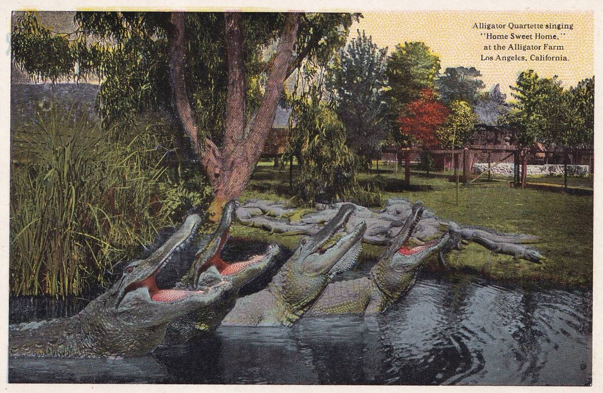 Vintage souvenir postcard, California Alligator Farm, Southern California Souvenir Views series, ca 1923