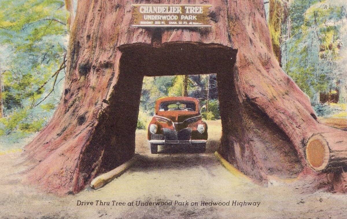 Vintage souvenir postcard, Drive Thru Tree, Greetings from the Redwood Highway series, ca 1942