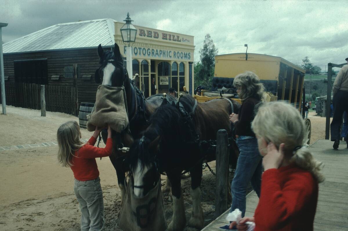 Young Girls Feeding Horses