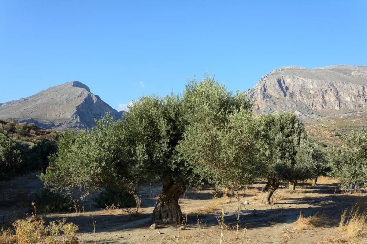 Olea_europaea_Preveli_01