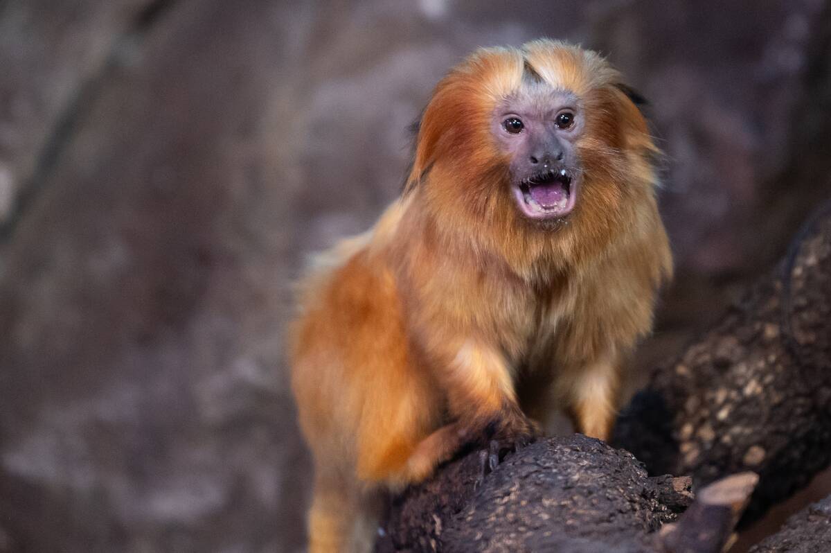 A golden lion tamarin (Leontopithecus rosalia), also known...