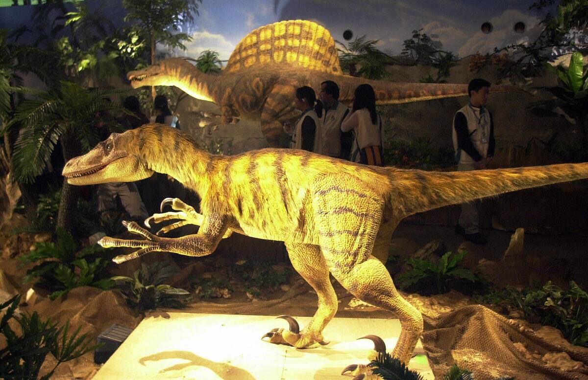 A replica of Velociraptor is on display
