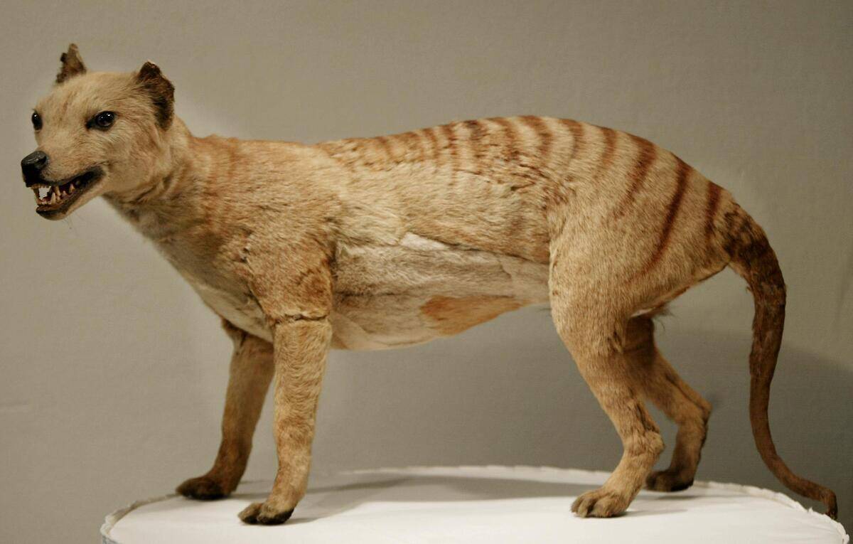A Tasmanian tiger (Thylacine), which was declared