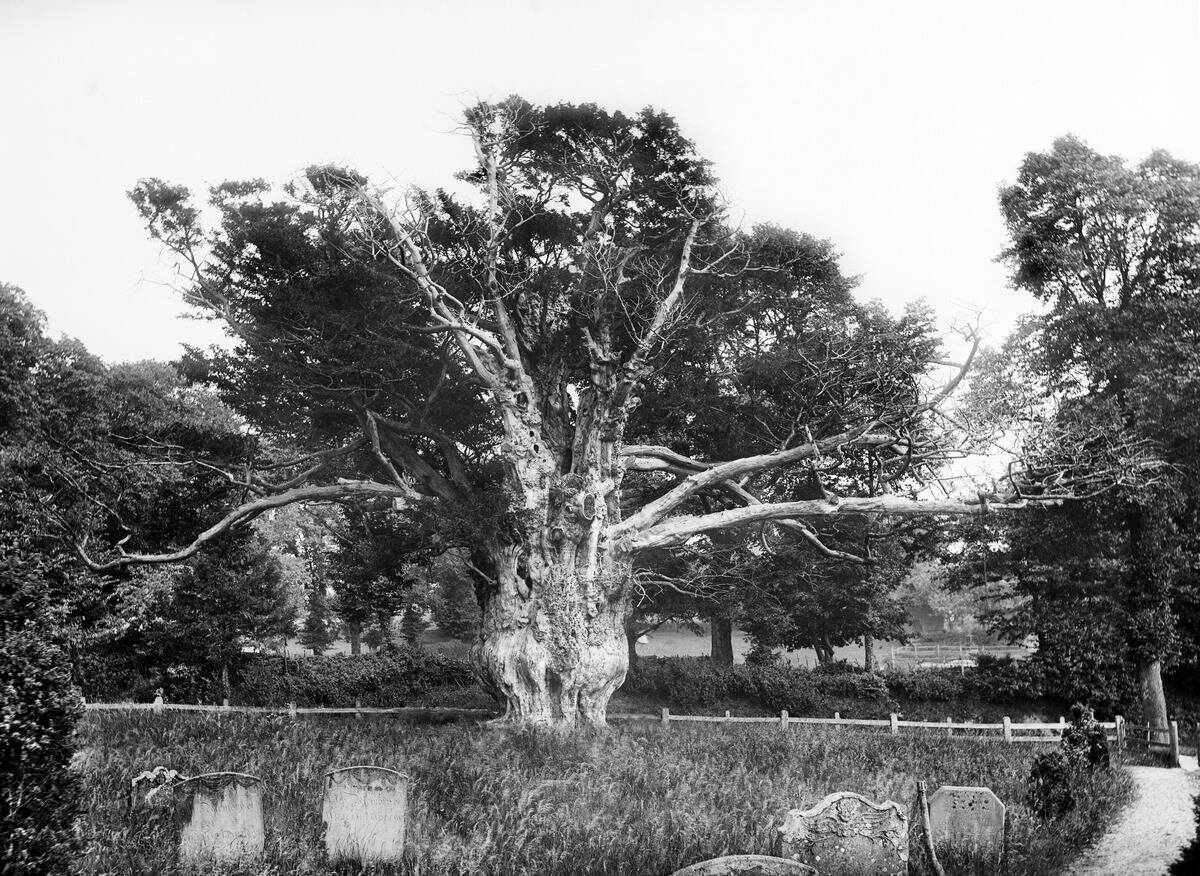 Ancient Yew Tree