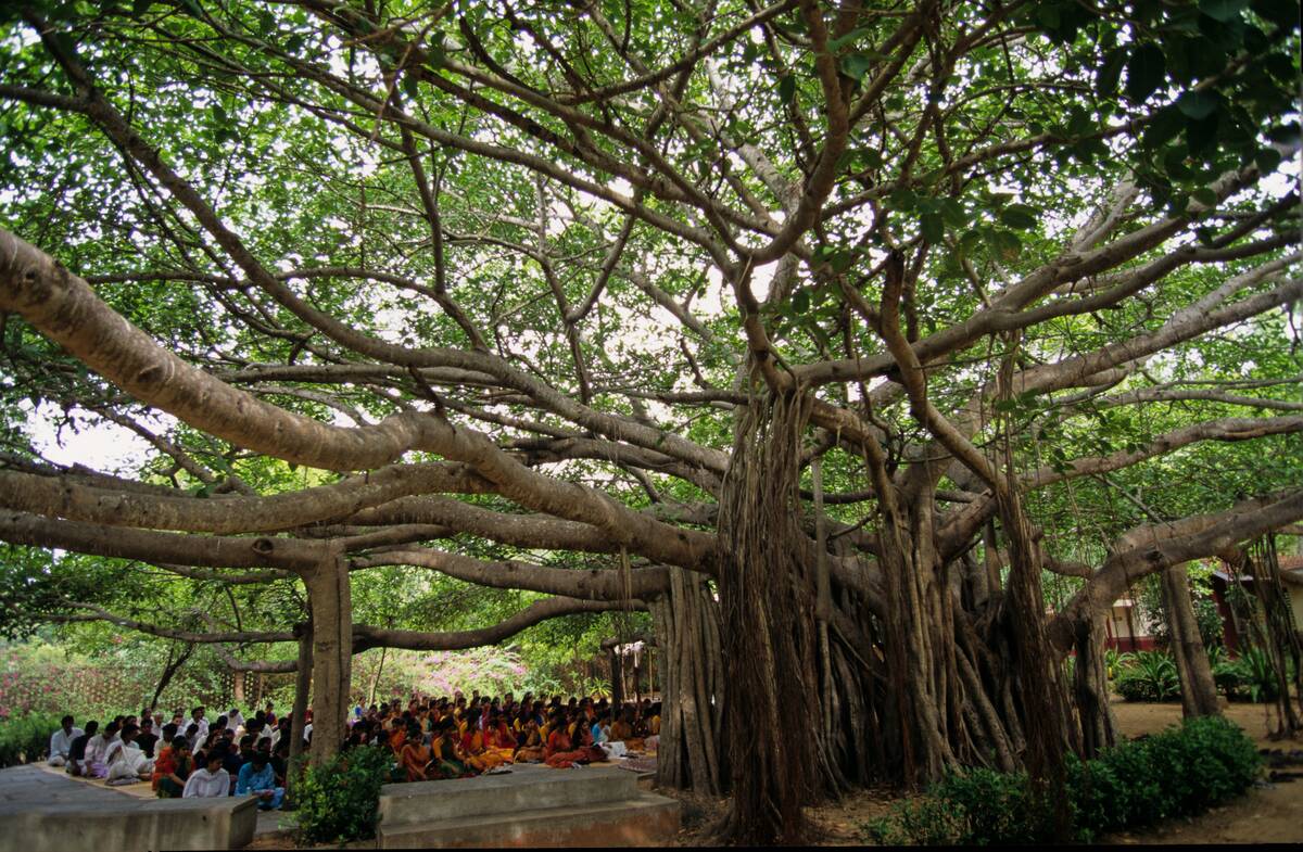 Bharatanatyam Classical Dance from Kalakshetra Foundation