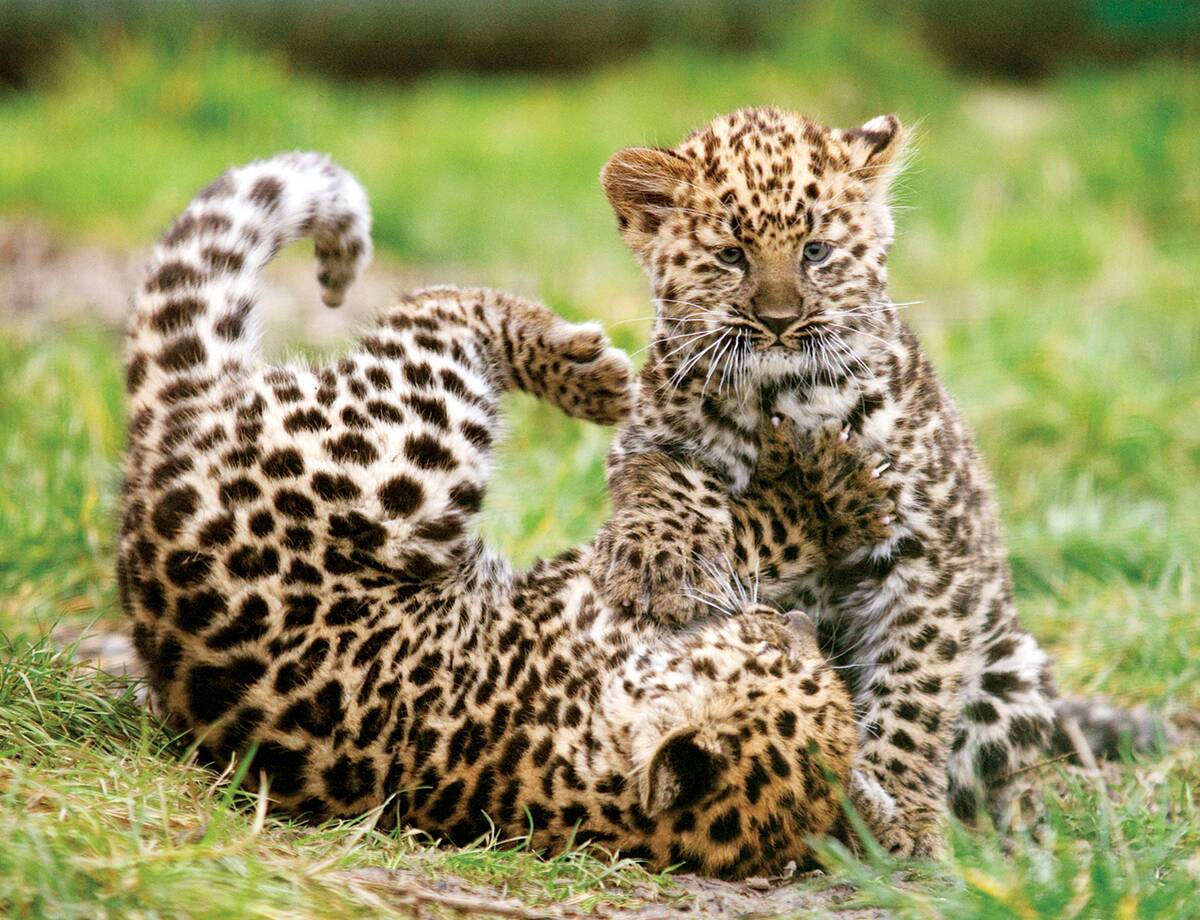 Big Cat Location Shoot