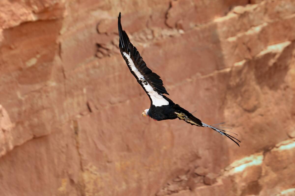 California Condors drift over the Colorado River seen from Navajo Bridge near Marble Canyon, Arizona on July 1, 2022.