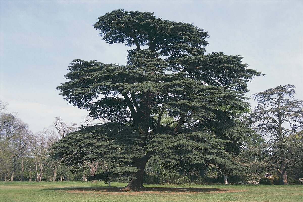 Cedar of Lebanon tree on a landscape (Cedrus libani)
