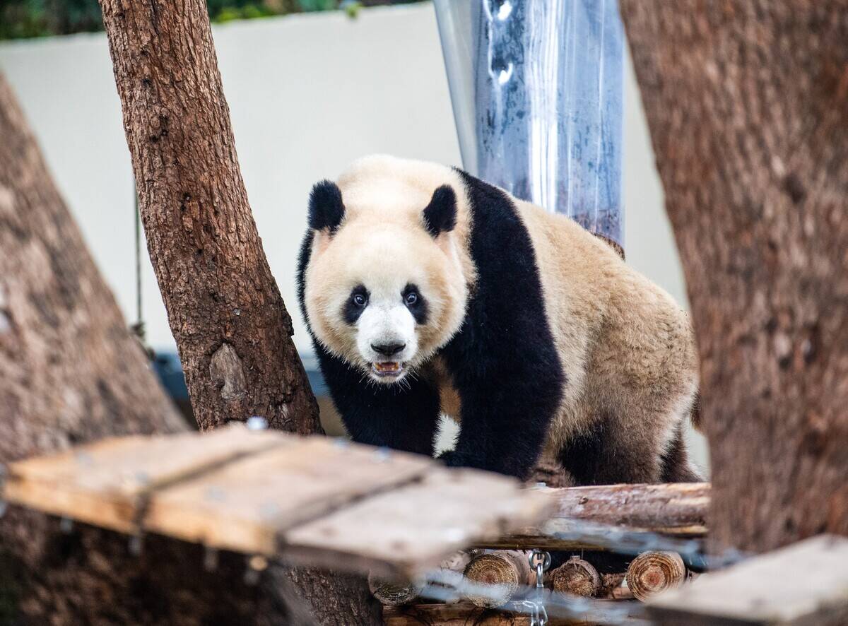 CHINA-CHONGQING-GIANT PANDA-ZOO-RENOVATION(CN)