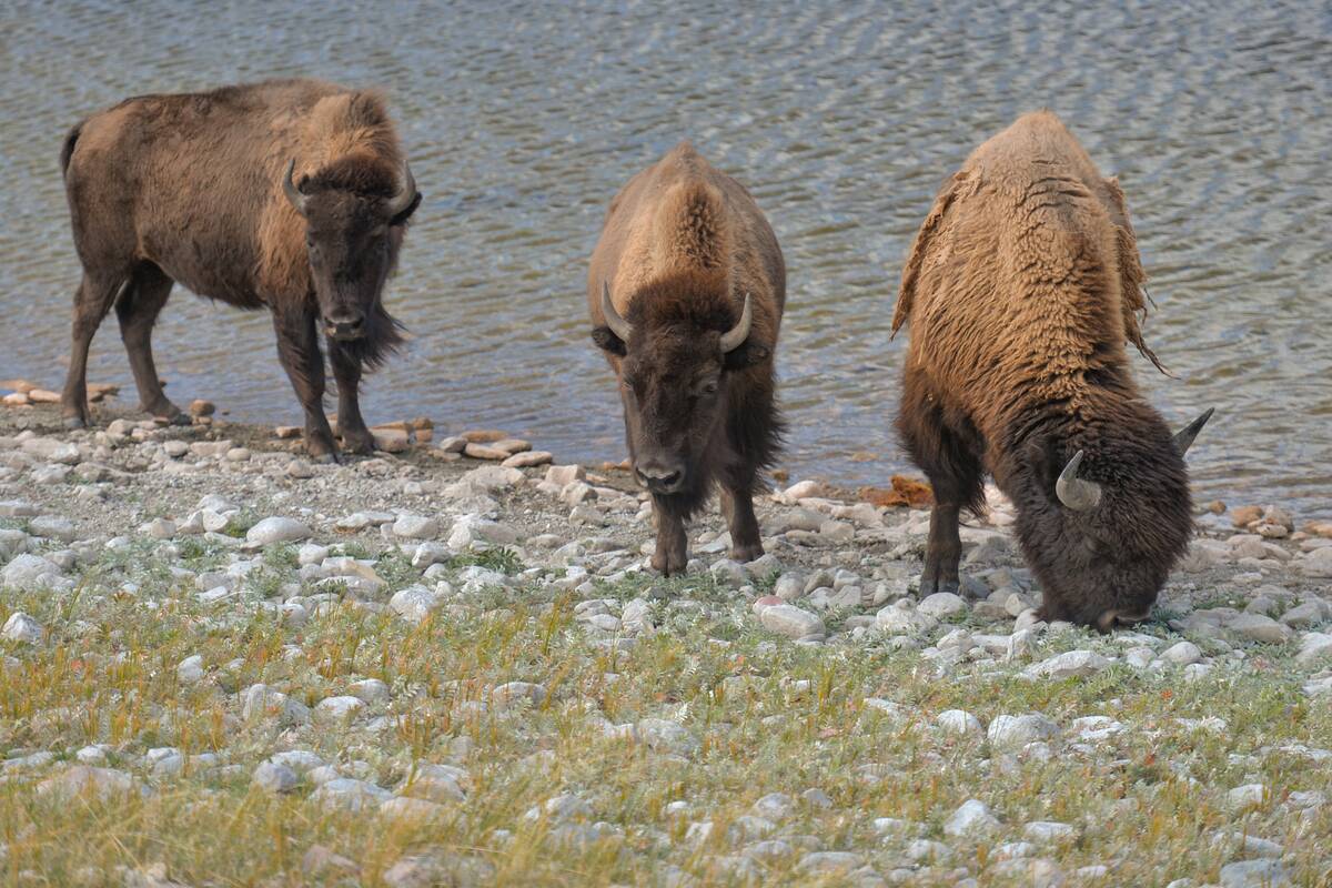 Daily Life In Southern Alberta During The Covid-19 Pandemic