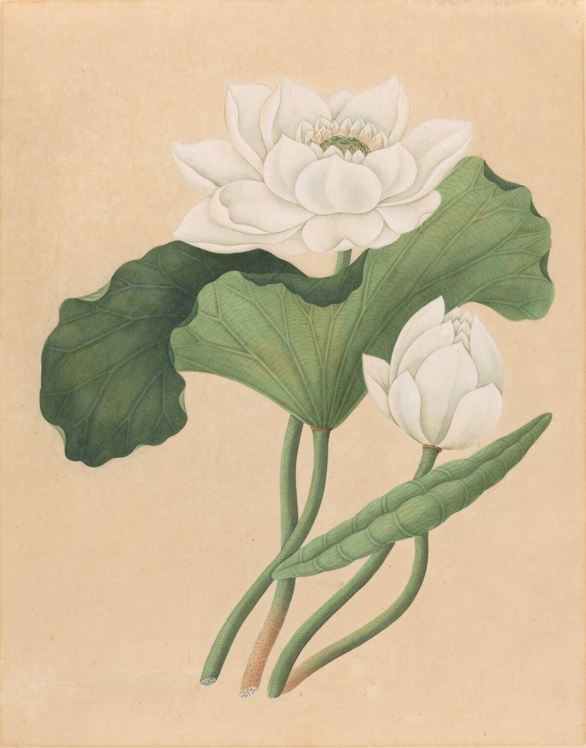 East Indian Lotus (Nelumbo Nucifera)