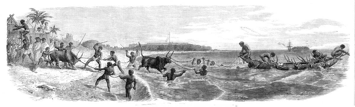 Embarking cattle at the port of Tamatave, Madagascar, 1864