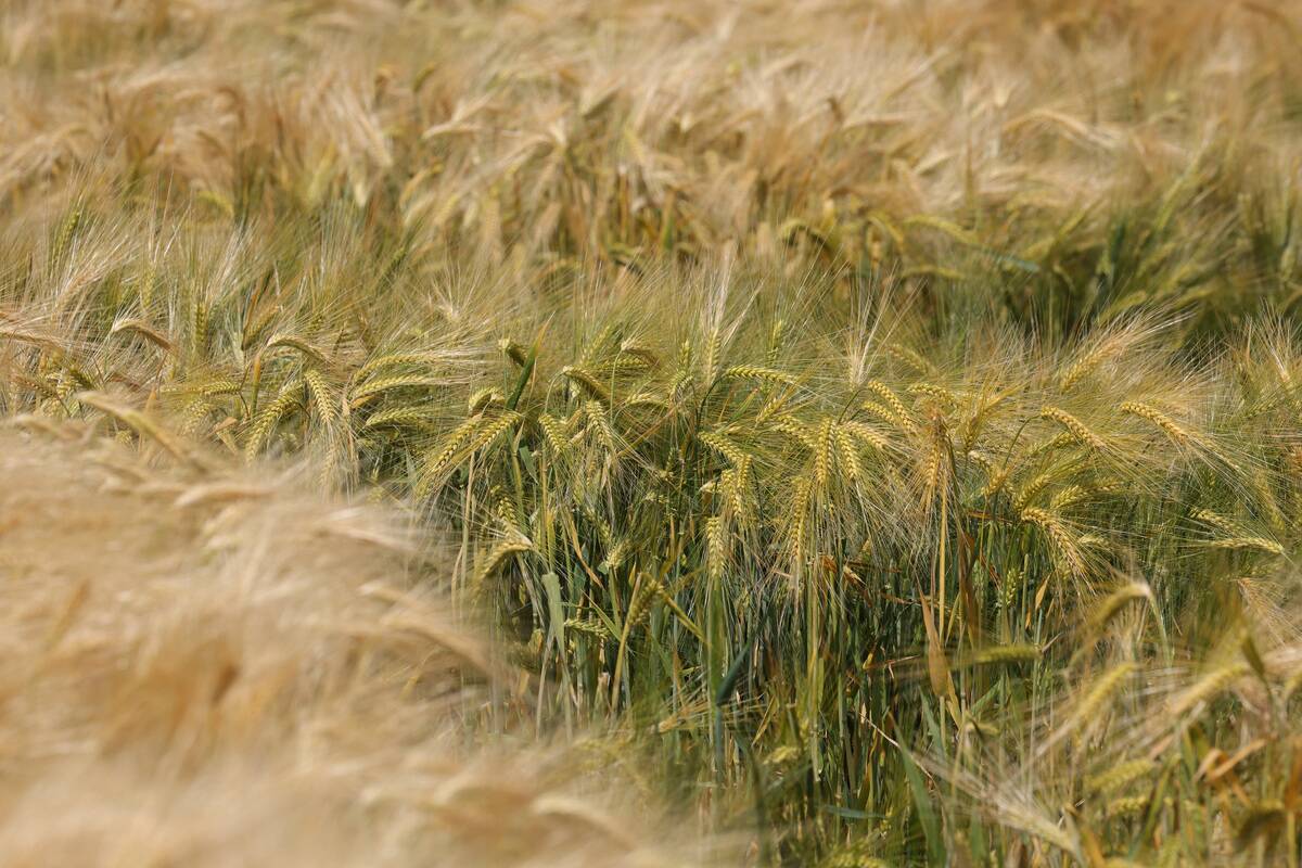 Field Of Barley