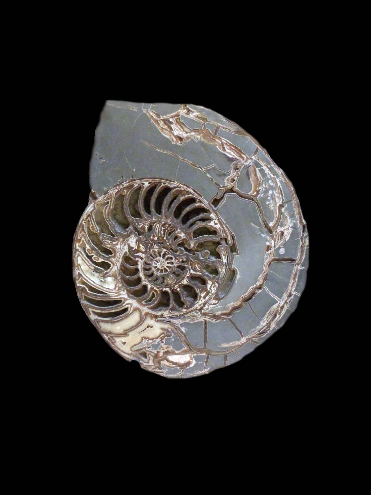 Fossil shell.