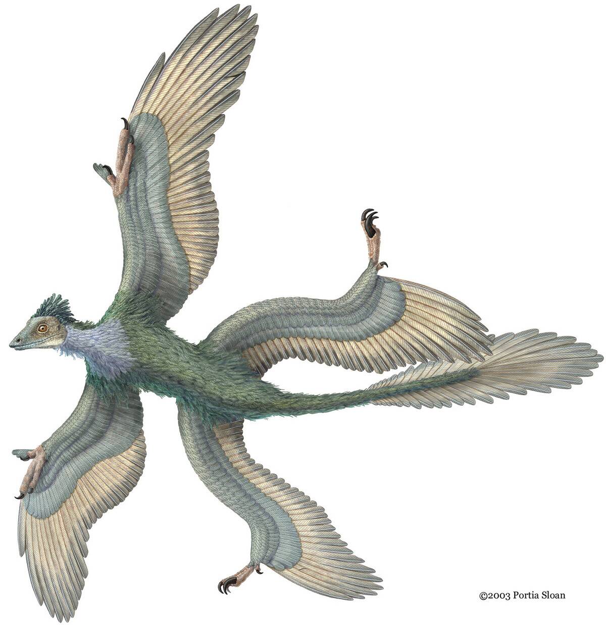 Four-Winged Dinosaur Found In China